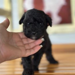 Blue - Black male Whoodle puppy in Youngstown, Florida from Wonderland’s Boujie Kennels