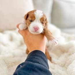 Aussiedoodle and Bernedoodle Puppies from Spring Mountain Doodles