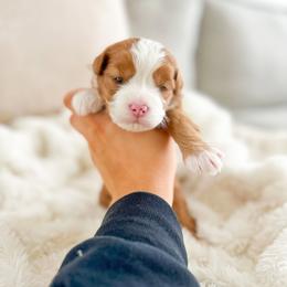 Aussiedoodle and Bernedoodle Puppies from Spring Mountain Doodles