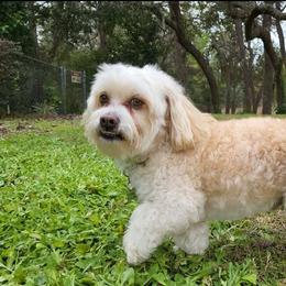 Cookie - Havanese