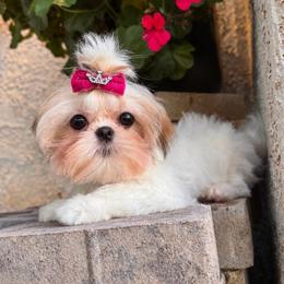 Bonnie - Sable and white female Shih Tzu puppy in Apple Valley, California from Southern California Shih Tzu Palace