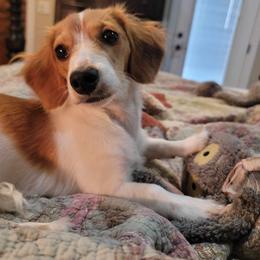 Dachshund Puppies from Camacho_Dachshunds