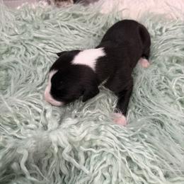 Cougar - Black female Whippet puppy in Fort Myers, Florida from Rainbow Whippets