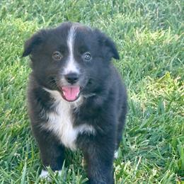 Sox - Black & white male Miniature Australian Shepherd puppy in California from Eagle River Aussies