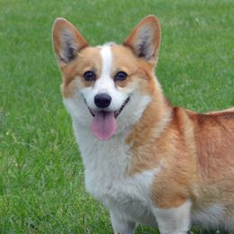 Lovebug - Pembroke Welsh Corgi