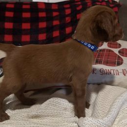 Finn the Christmas Puppy - Mahogany male Irish Setter puppy in Orem, Utah from Rocky Mountain Irish Setters