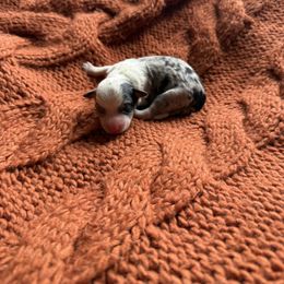Blue Merle Male 1 - Blue merle male Miniature Australian Shepherd puppy in Washington, Indiana from Southern Indiana Mini Aussies