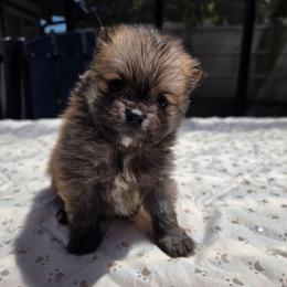 Nala - Orange female Pomeranian puppy in New Lenox, Illinois from Illinois Poms