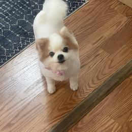 Pasha - Pomeranian
