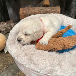 Archie - Light golden male Golden Retriever puppy in Baldwin Park, California from Mountain Valley Retrievers