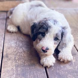Goldendoodle Puppies from Luneckas Litters