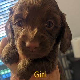 Girl 4 - Dachshund puppy in Homosassa, Florida from Foxies Doxies