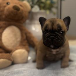 Murphy - Fawn male French Bulldog puppy in Girard, Kansas from Frenchie Kingdom