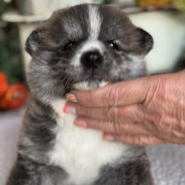 Japanese Akitainu Puppies from Havoc Akitas