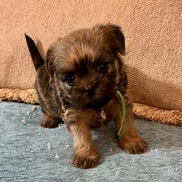 Ashley - Black and tan male Brussels Griffon puppy in Easley, South Carolina from Full of Shih Tzus