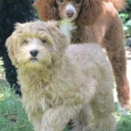 Buffy - Cockapoo