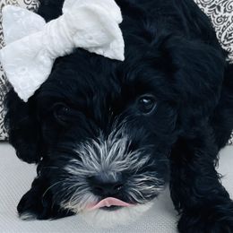 Girl 2 Truffles - Black Goldendoodle puppy in Hattiesburg, Mississippi from Thompson Creek Doodles