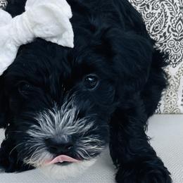 Girl 2 Truffles - Black Goldendoodle puppy in Hattiesburg, Mississippi from Thompson Creek Doodles