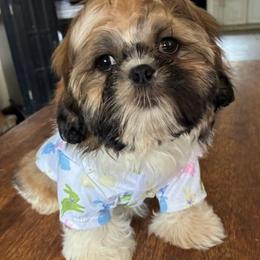 Male 2 - Tricolor male Shih Tzu puppy in Stroudsburg, Pennsylvania from Puppyville Pa Shih Tzu & frenchies