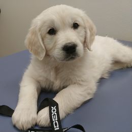 Golden Retriever Puppies from White Valley Goldens