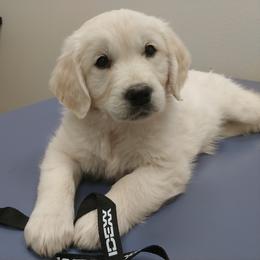 Golden Retriever Puppies from White Valley Goldens