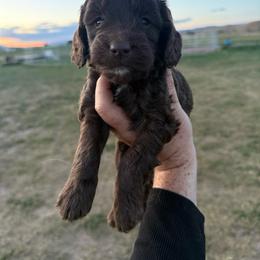Syrup - Brown female Springerdoodle puppy in Clifton, Idaho from Little Mountain Springers, Springerdoodles & Poodles