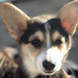 Girl 1 - Pembroke Welsh Corgi puppy in Missouri from Cooler Farms Corgis