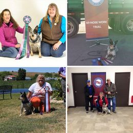 Australian Cattle Dog and French Bulldog Puppies from Sugarloaf French bulldogs and Australian cattle dogs