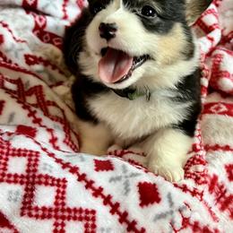 Pembroke Welsh Corgi Puppies from Nunas Corgis