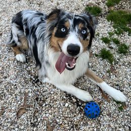 American Corgi, Australian Shepherd, and Pembroke Welsh Corgi All Grown Up from Clover S Farm