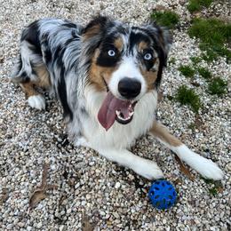 American Corgi, Australian Shepherd, and Pembroke Welsh Corgi All Grown Up from Clover S Farm
