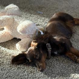 Gucci - Dachshund