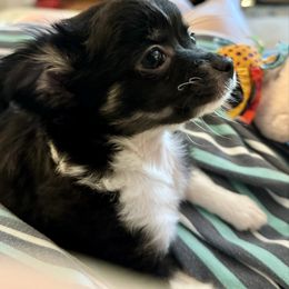 Pansy - Black and white female Chihuahua puppy in South Charleston, Ohio from Fine Whines & Lickers