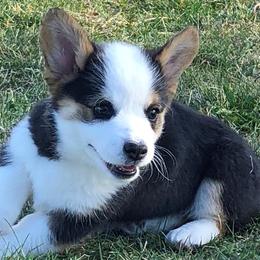Pembroke Welsh Corgi Puppies from Desert Sage Pembroke Corgis