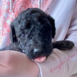 Poodle Puppies from Rosegold Poodles