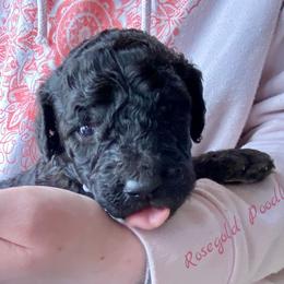 Poodle Puppies from Rosegold Poodles