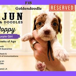 1400.00 Poppy: Purple Collar - Parti female Goldendoodle puppy in Raceland, Louisiana from Cajun Doodles