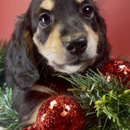 Bates - Black and tan male Dachshund puppy in Jena, Louisiana from Amy’s Mini Doxies