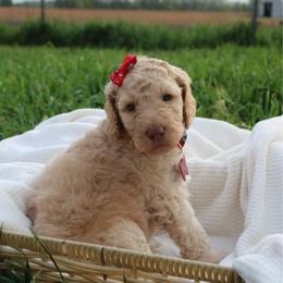 Ruby - Cream female Goldendoodle puppy in Howard City, Michigan from Doodles and Chaos