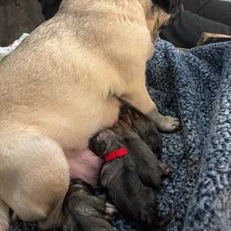 Girl 2 - Fawn female Pug puppy in Frisco, Texas from RD Pugs