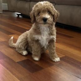 Clara - Red  female Goldendoodle puppy in Mint Hill, North Carolina from DoodleForever