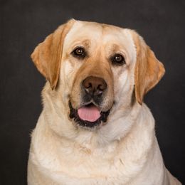 Attie - Labrador Retriever