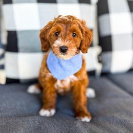 Luffy - Red  male Goldendoodle puppy in Springville, Utah from Happy Doodle