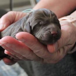 Boy 2 - male Australian Labradoodle puppy in Provo, Utah from EllsWORTH Labradoodles LLC