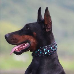 Fibi - Doberman Pinscher