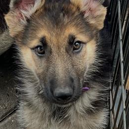 Gemma - Black and tan female German Shepherd puppy in Yuba City, California from Barton’s German Shepherds