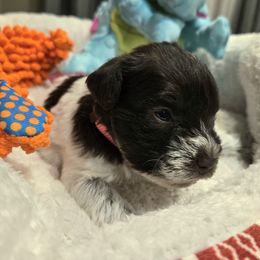 Isabella - Parti female Miniature Schnauzer puppy in Graham, Washington from Olivia's Miniature Schnauzer's and French Bulldogs