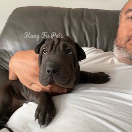 Armani - Black male Chinese Shar-Pei puppy in Machesney Park, Illinois from Kung Fu Peis