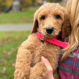 Cheyenne - Apricot female Poodle puppy in St. Johnsbury, Vermont from Poodles of the Northern Woods