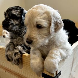 Goldendoodle Puppies from Bianca Bleu Goldendoodles